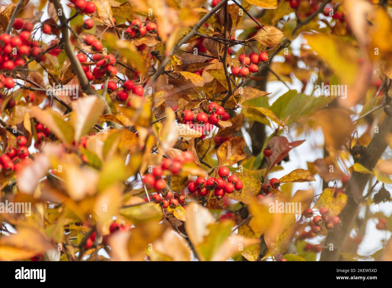 Branche de baies d'aubépine rouge avec feuilles d'automne jaunes et avant-plan flou. Gros plan sur la récolte automnale naturelle Banque D'Images