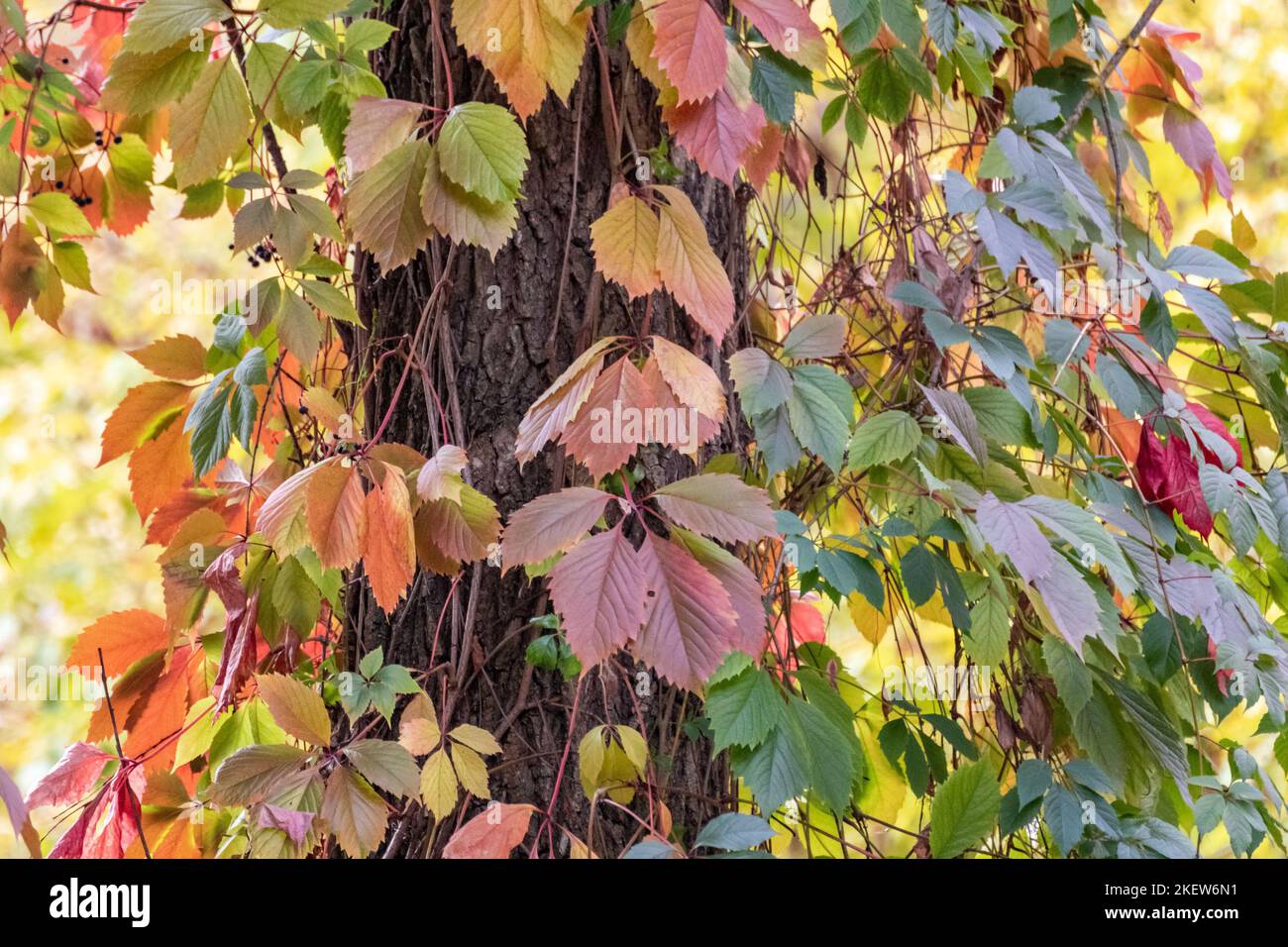 Liana de raisin sauvage d'automne avec des feuilles rouges grimpant plante accrochée de hauts troncs d'arbre, verdure de saison en gros plan Banque D'Images