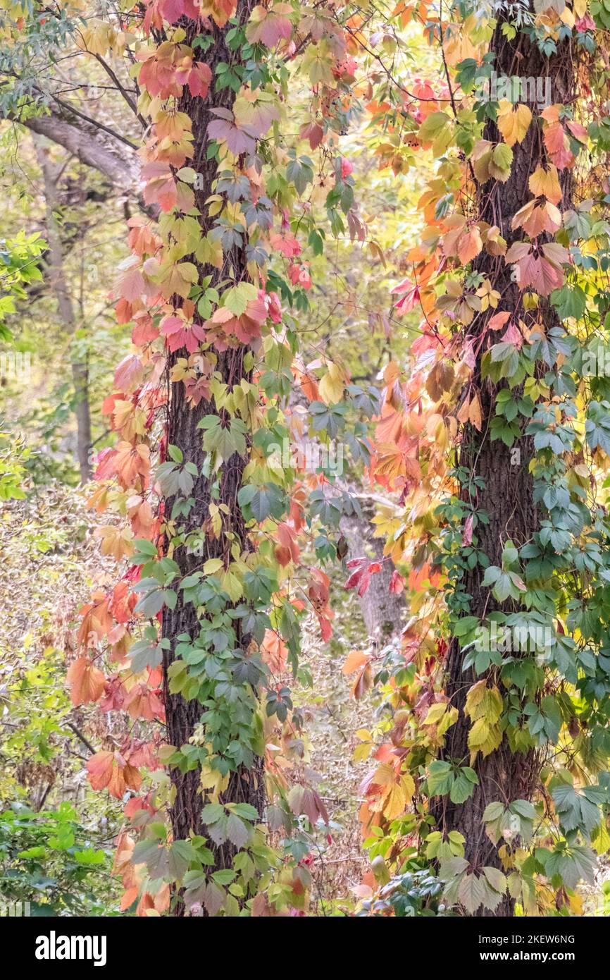 Raisin sauvage d'automne avec feuilles rouges enveloppées autour de grands troncs d'arbres, couleurs de verdure de saison Banque D'Images