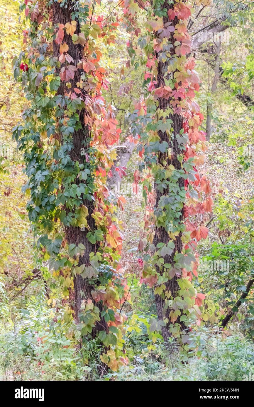 Le liana de raisin sauvage d'automne avec des feuilles rouges plante grimpante pend de grands troncs d'arbre, couleurs de verdure de saison Banque D'Images