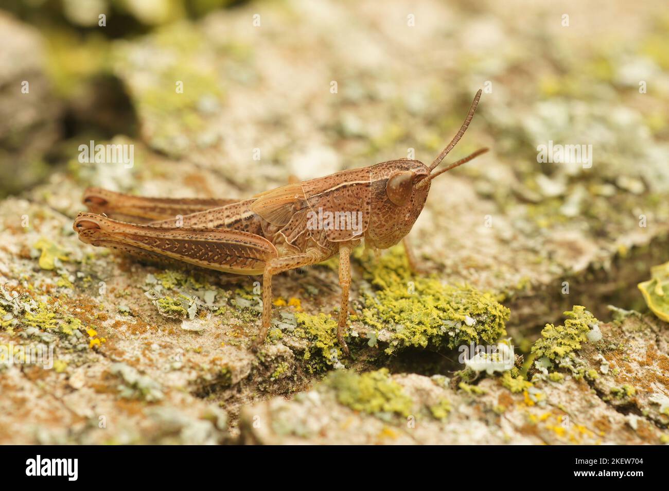Gros plan détaillé sur une nymphe brune de la sauterelle européenne commune, Pseudochorthippus parallélus, assise sur bois Banque D'Images