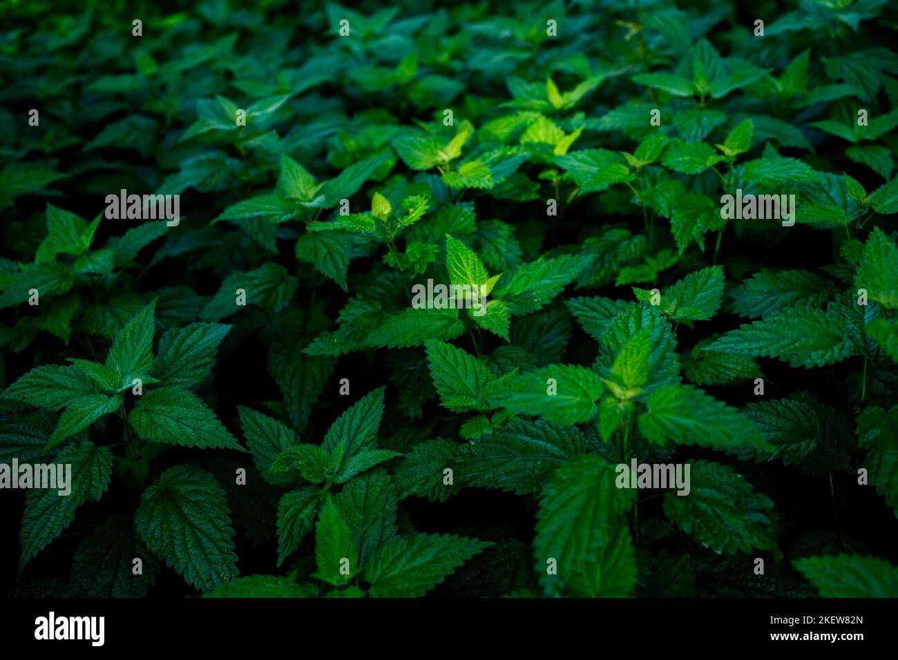 Terrain d'ortie (Urtica dioica) de différentes couleurs vertes avec un peu de lumière brillante au centre Banque D'Images