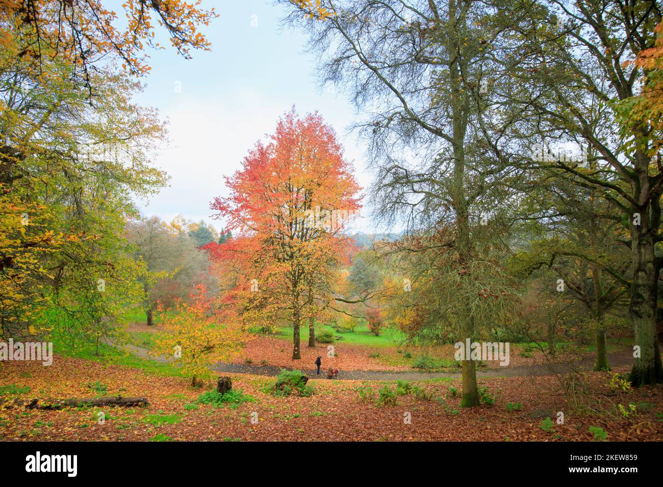 Les arbres dans le feuillage saisonnier d'automne, y compris les érables japonais (Acer Palmatum) à l'arboretum Winkworth près de Godalming, Surrey, au sud-est de l'Angleterre Banque D'Images