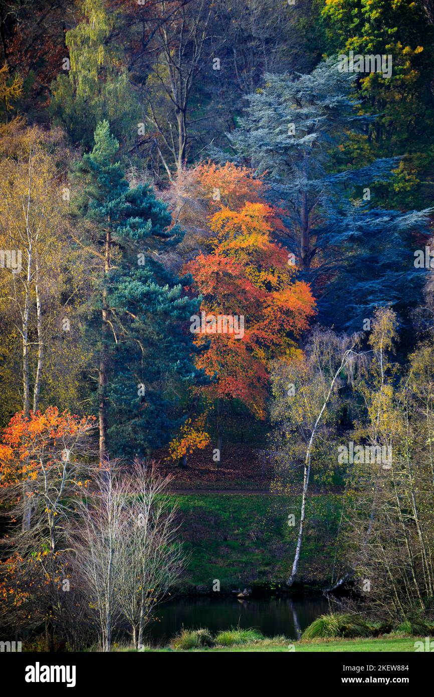 Les arbres dans le feuillage saisonnier d'automne, y compris les érables japonais (Acer Palmatum) à l'arboretum Winkworth près de Godalming, Surrey, au sud-est de l'Angleterre Banque D'Images