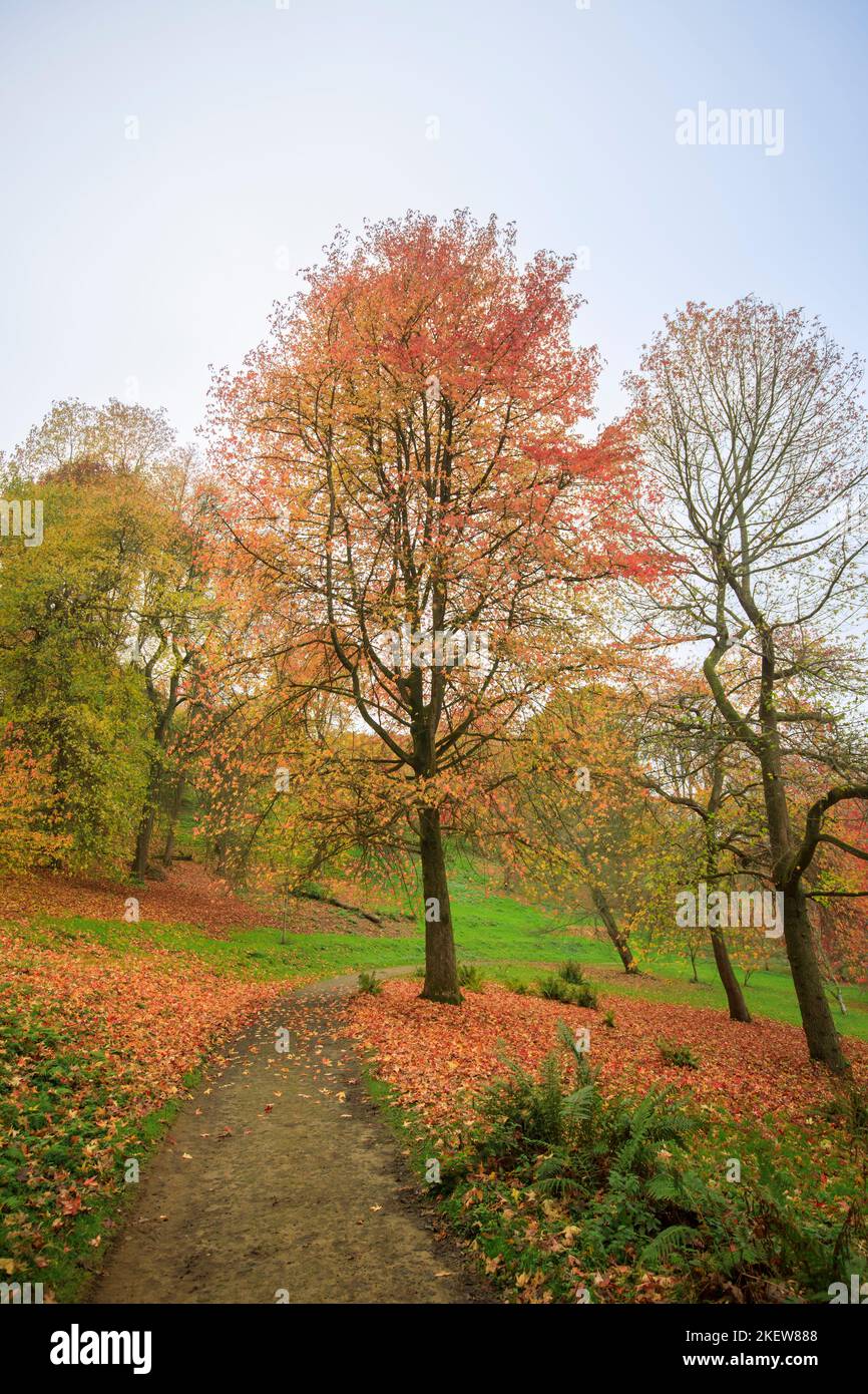 Les arbres dans le feuillage saisonnier d'automne, y compris les érables japonais (Acer Palmatum) à l'arboretum Winkworth près de Godalming, Surrey, au sud-est de l'Angleterre Banque D'Images