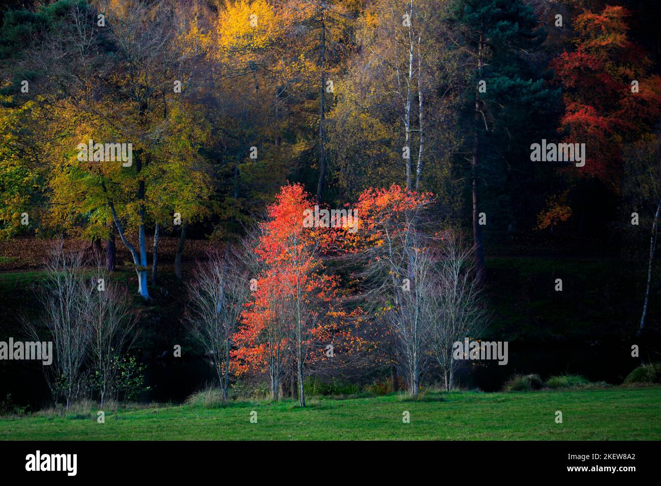 Les arbres de l'automne colorent le feuillage à l'arboretum Winkworth près de Godalming, Surrey, au sud-est de l'Angleterre Banque D'Images