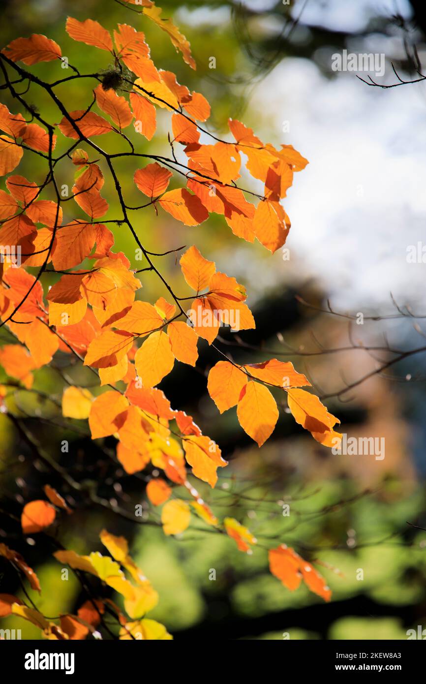 Le hêtre d'Europe doré jaune brun, Fagus sylvatica, laisse dans le feuillage d'automne de l'arboretum Winkworth, Surrey, au sud-est de l'Angleterre Banque D'Images