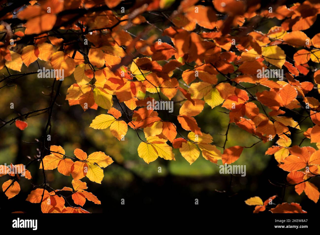 Fagus sylvatica, hêtre européen brun doré rétroéclairé, feuilles en feuillage d'automne à l'arboretum de Winkworth, Surrey, au sud-est de l'Angleterre Banque D'Images