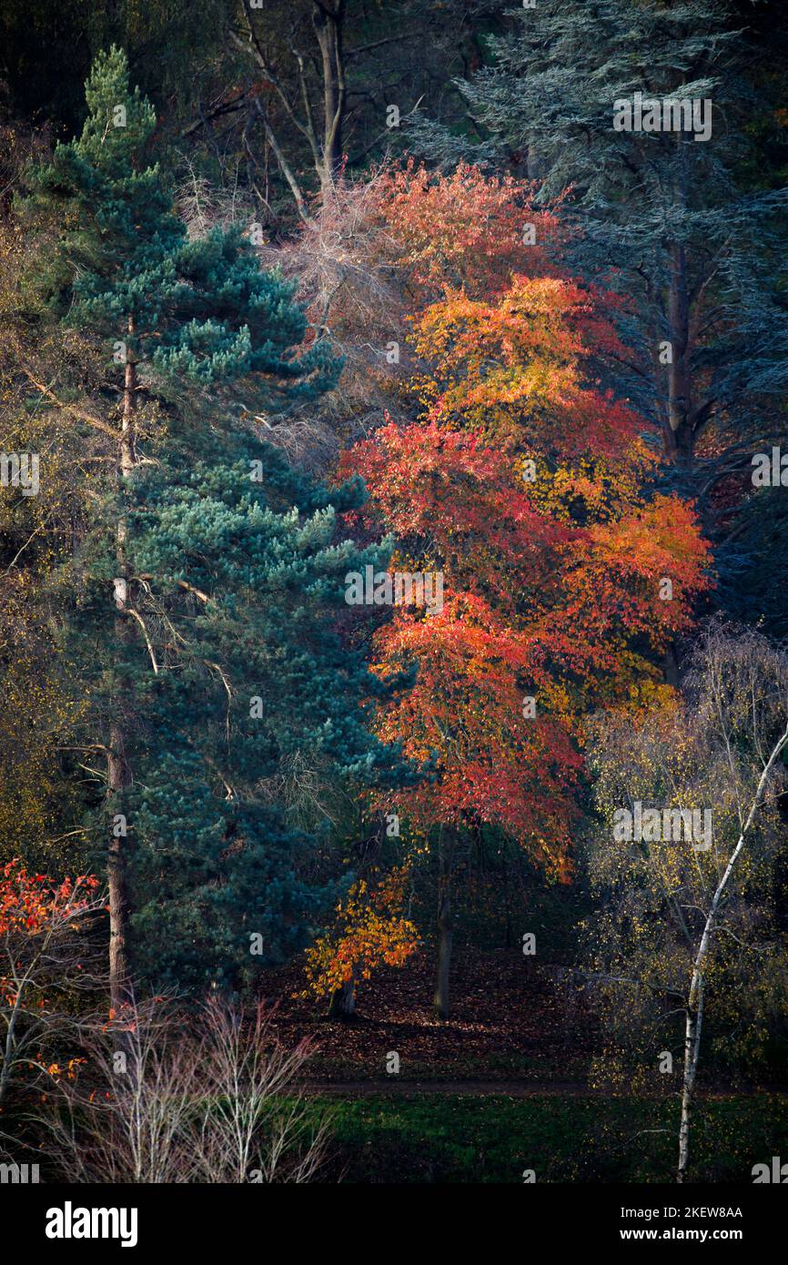Les arbres dans le feuillage saisonnier d'automne, y compris les érables japonais (Acer Palmatum) à l'arboretum Winkworth près de Godalming, Surrey, au sud-est de l'Angleterre Banque D'Images