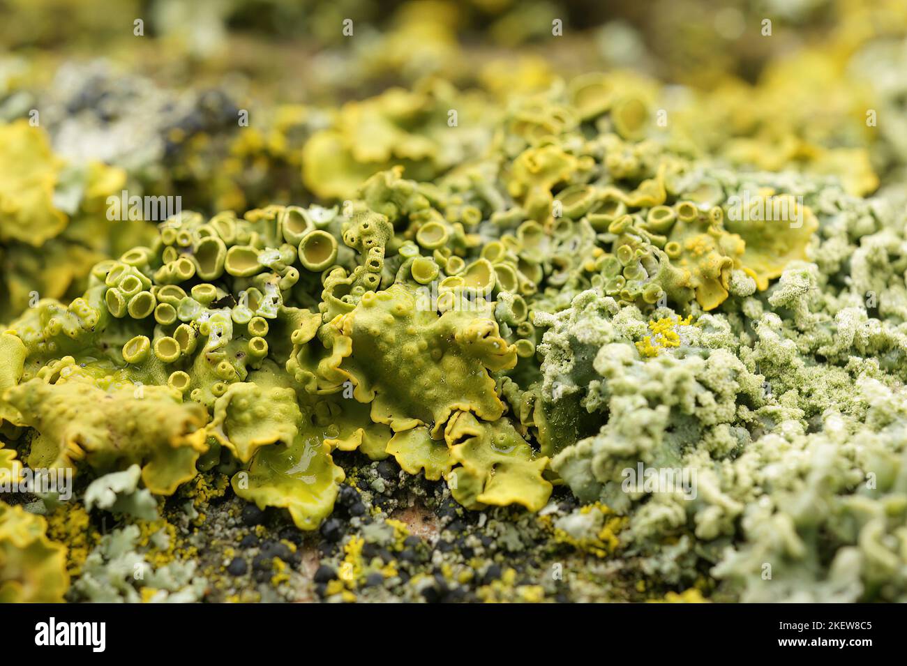 Gros plan détaillé sur une échelle jaune ou un lichen solaire maritime, Xanthoria parietana Banque D'Images