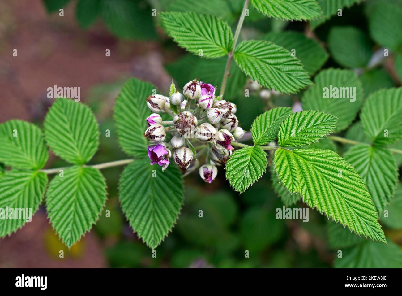 Fleurs de framboise de Mysore, de framboise de Ceylan ou de framboise ...