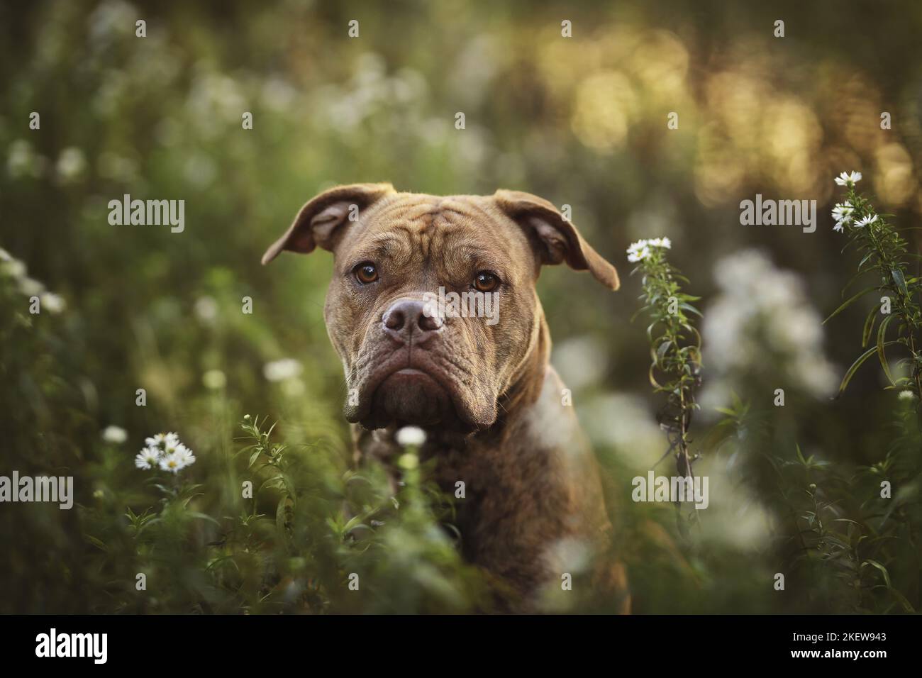 Portrait continental Bulldog Banque D'Images