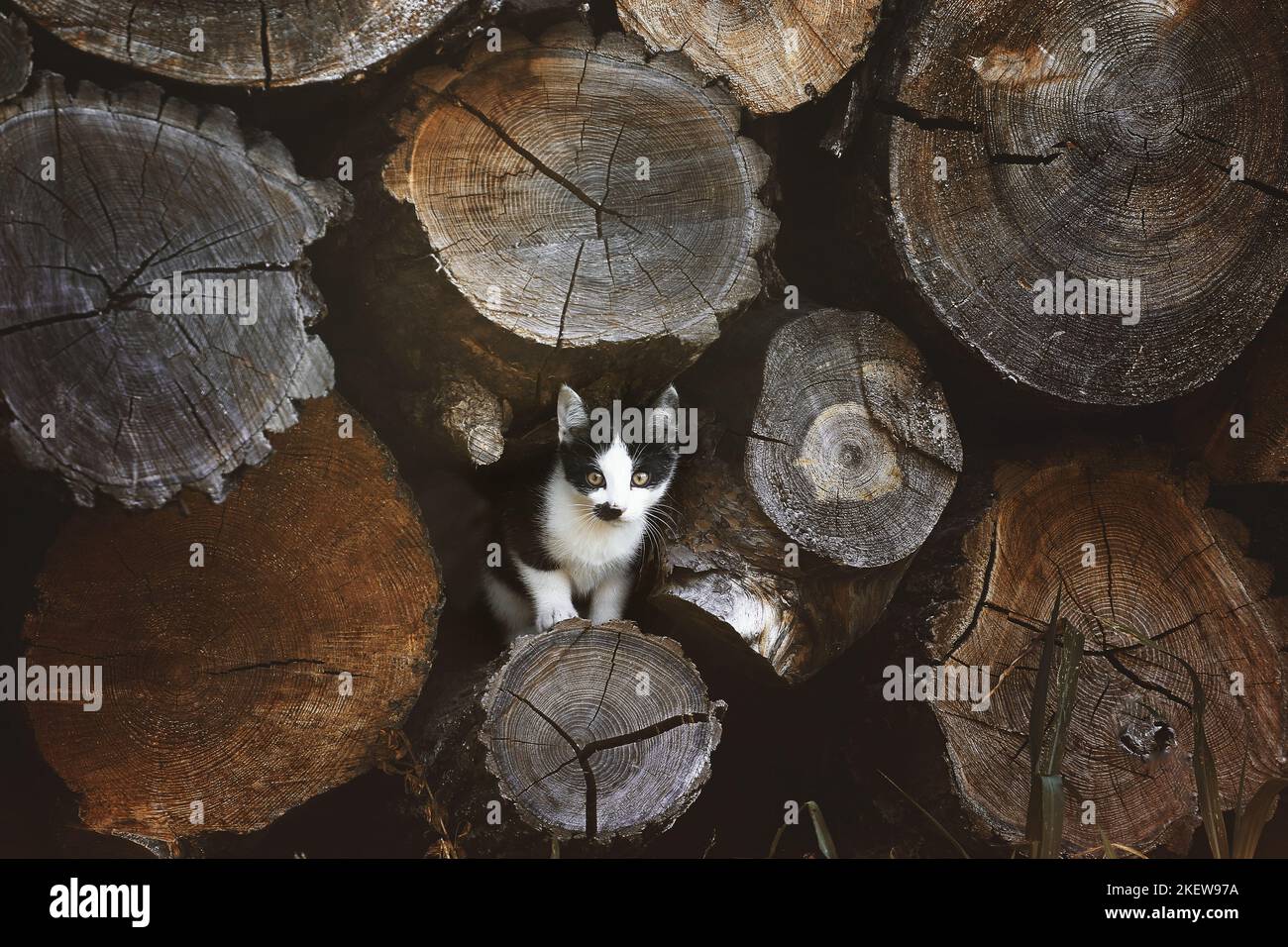 cat domestique permanent Banque D'Images