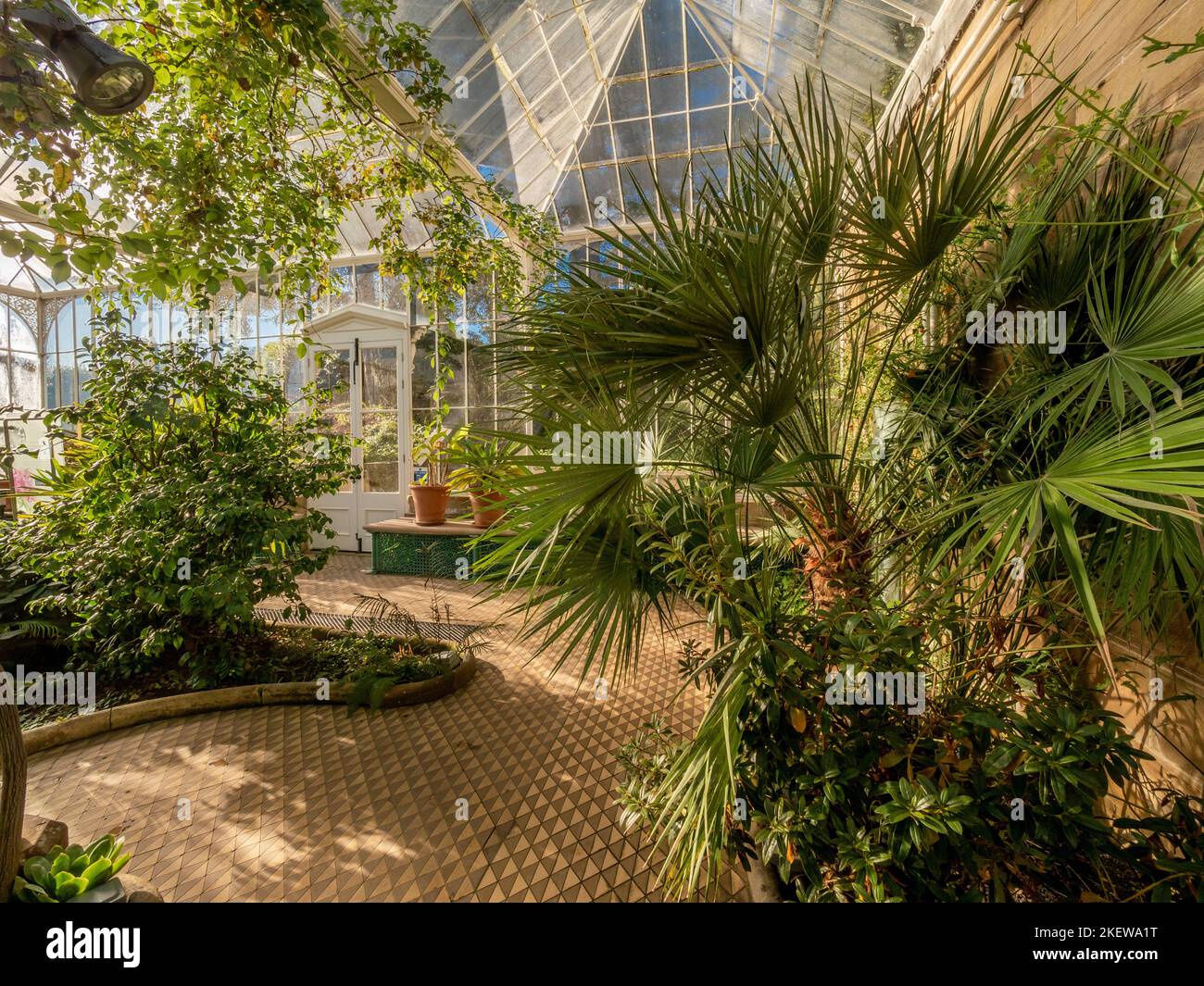 Les plantes poussent dans le conservatoire victorien restauré des jardins du château de Wentworth, avec ses carreaux de céramique géométrique. ROYAUME-UNI. Banque D'Images