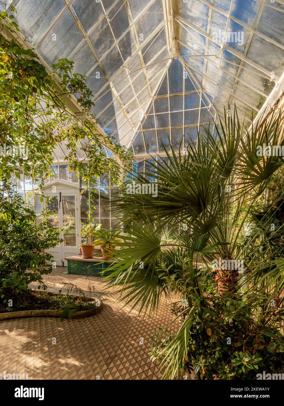 Les plantes poussent dans le conservatoire victorien restauré des jardins du château de Wentworth, avec ses carreaux de céramique géométrique. ROYAUME-UNI. Banque D'Images