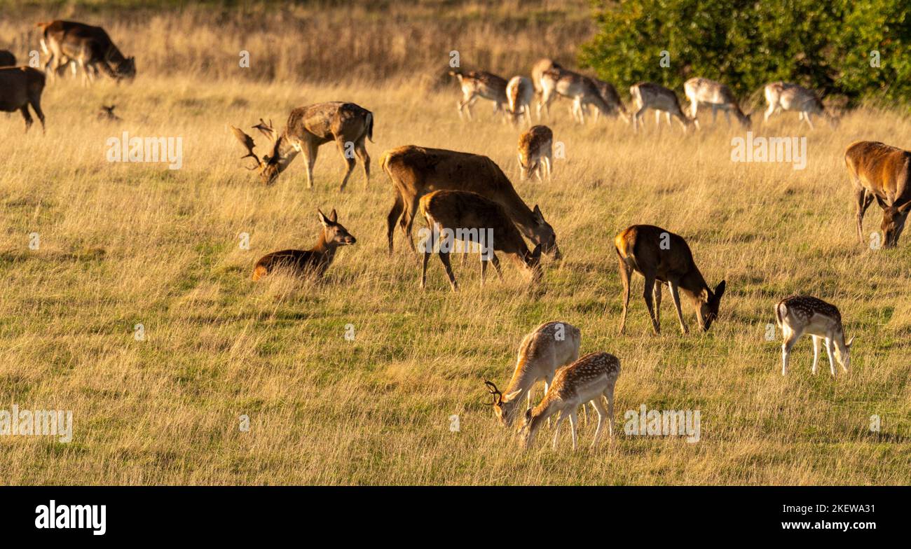 Le jachère et le cerf rouge paissent dans le parc des jardins du château de Wentworth lors d'une journée d'automne ensoleillée. ROYAUME-UNI Banque D'Images