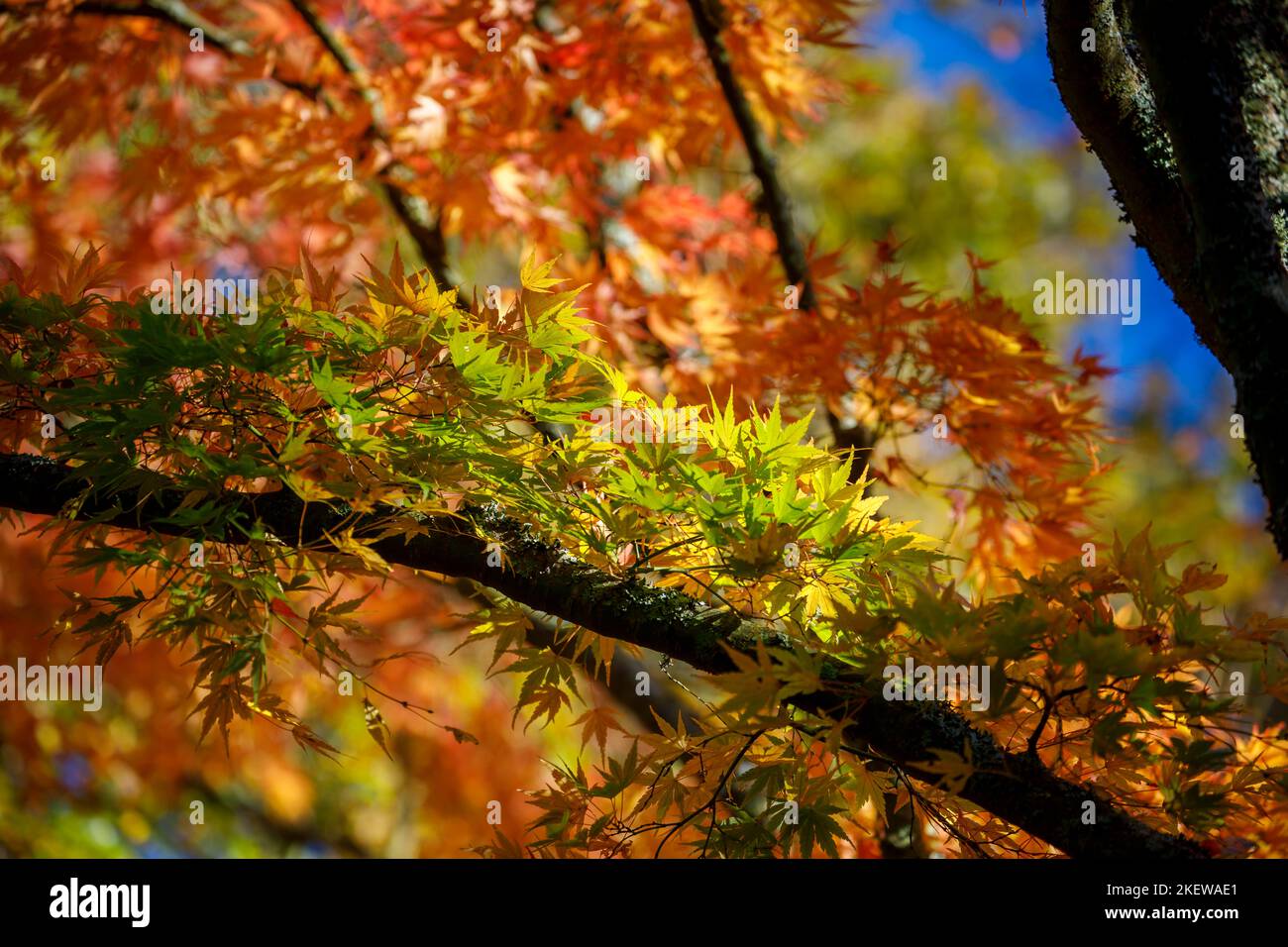 Feuilles de vert à orange d'Acer palmatum (érable japonais) dans le feuillage d'automne de l'arboretum Winkworth, Surrey, au sud-est de l'Angleterre Banque D'Images