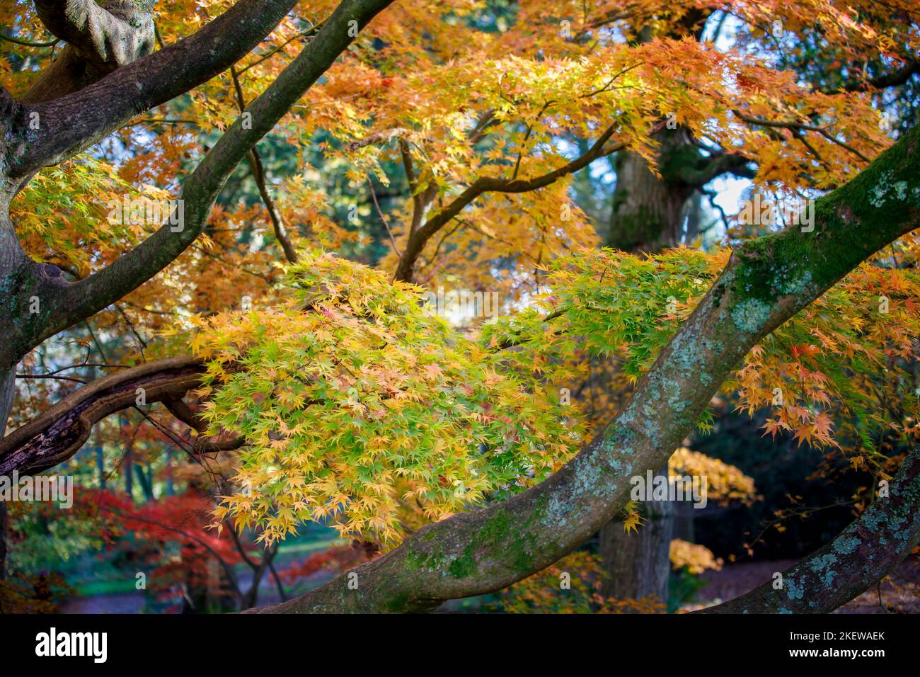 Feuilles vertes et jaunes d'Acer palmatum (érable japonais) dans le feuillage d'automne de l'arboretum Winkworth, Surrey, au sud-est de l'Angleterre Banque D'Images