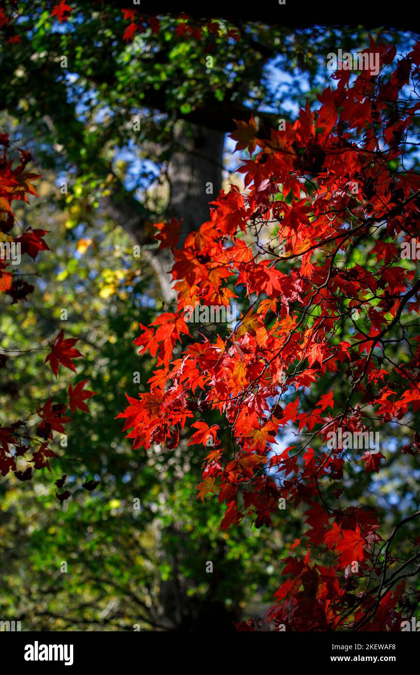 Vue rapprochée des feuilles d'Acer palmatum (érable japonais) dans le feuillage d'automne, Winkworth Arboretum, Surrey, sud-est de l'Angleterre Banque D'Images