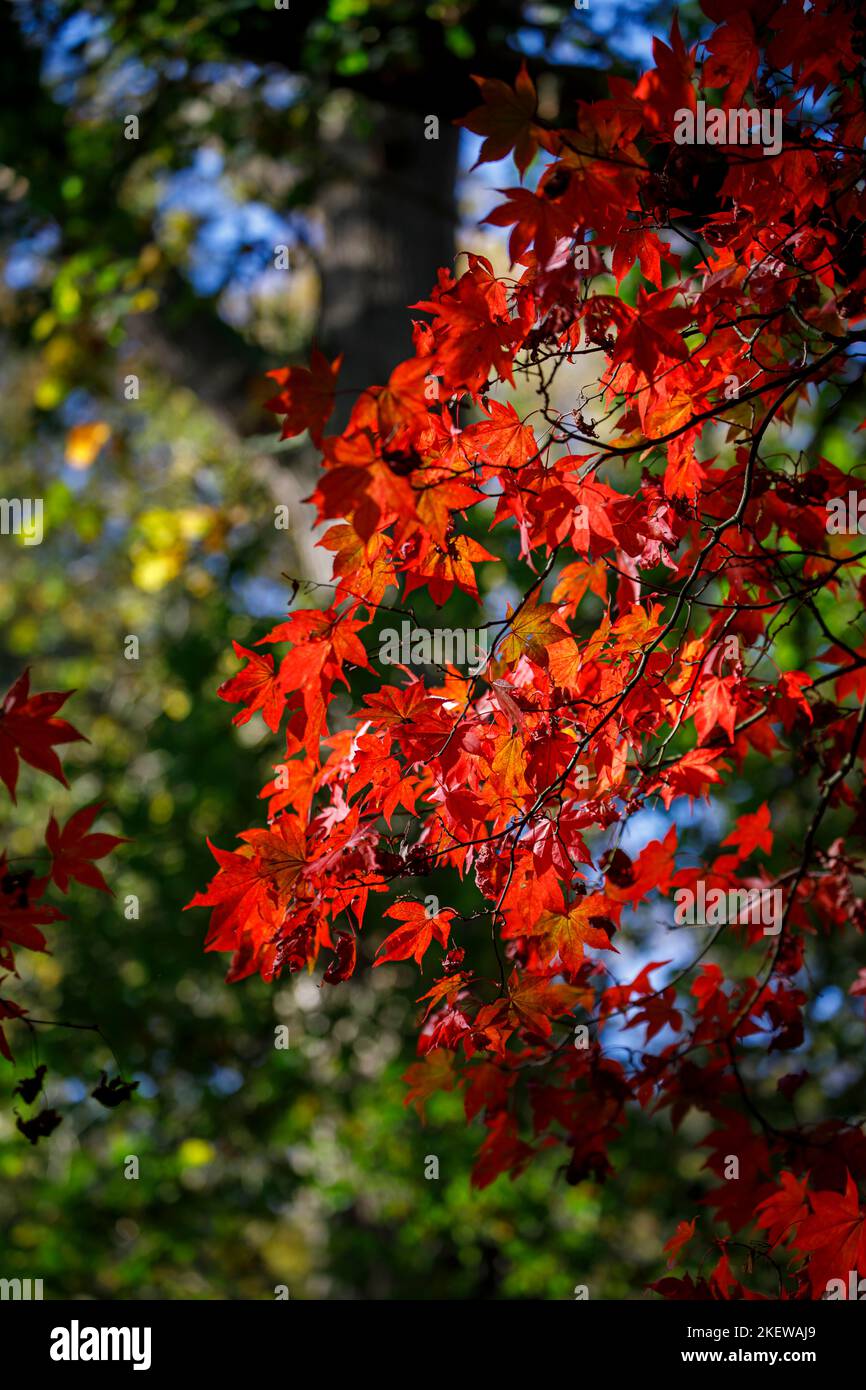 Vue rapprochée des feuilles d'Acer palmatum (érable japonais) dans le feuillage d'automne, Winkworth Arboretum, Surrey, sud-est de l'Angleterre Banque D'Images
