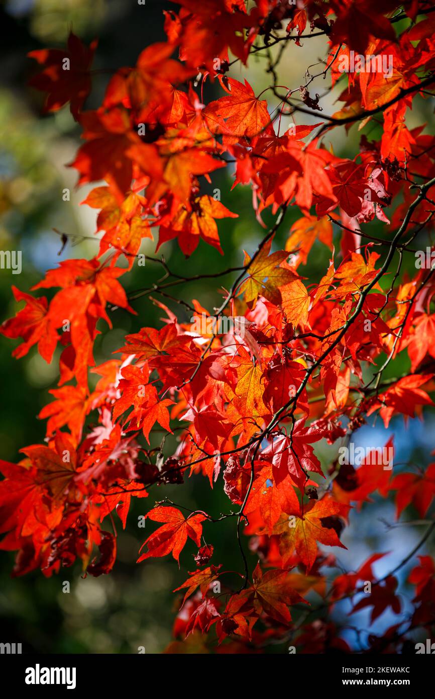 Vue rapprochée des feuilles d'Acer palmatum (érable japonais) dans le feuillage d'automne, Winkworth Arboretum, Surrey, sud-est de l'Angleterre Banque D'Images