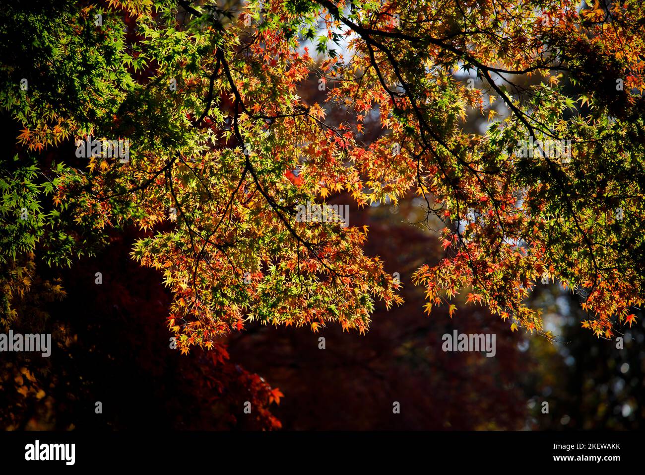 Feuilles vertes à rouges d'Acer palmatum (érable japonais) dans le feuillage d'automne de l'arboretum Winkworth, Surrey, au sud-est de l'Angleterre Banque D'Images