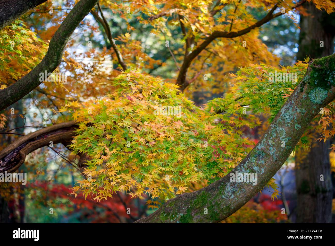 Feuilles vertes et jaunes d'Acer palmatum (érable japonais) dans le feuillage d'automne de l'arboretum Winkworth, Surrey, au sud-est de l'Angleterre Banque D'Images