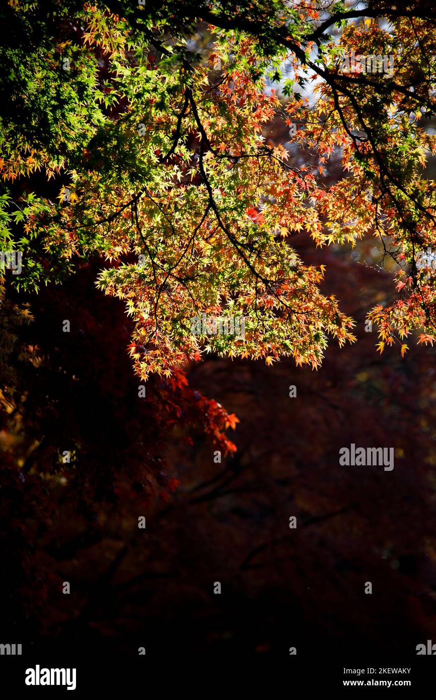 Les feuilles d'Acer palmatum (érable japonais) dans le feuillage d'automne de l'arboretum Winkworth, Surrey, au sud-est de l'Angleterre Banque D'Images
