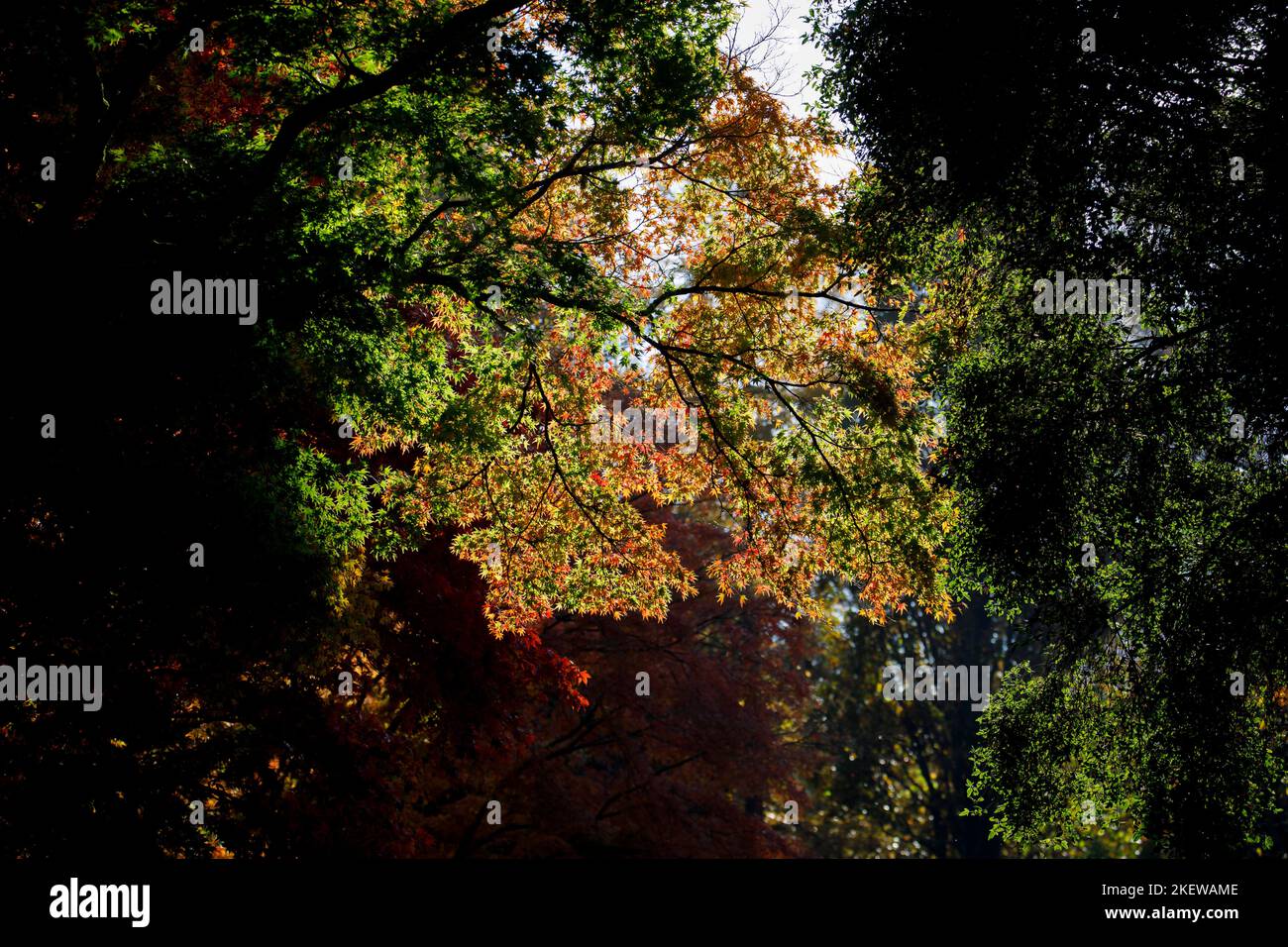 Les feuilles d'Acer palmatum (érable japonais) dans le feuillage d'automne de l'arboretum Winkworth, Surrey, au sud-est de l'Angleterre Banque D'Images