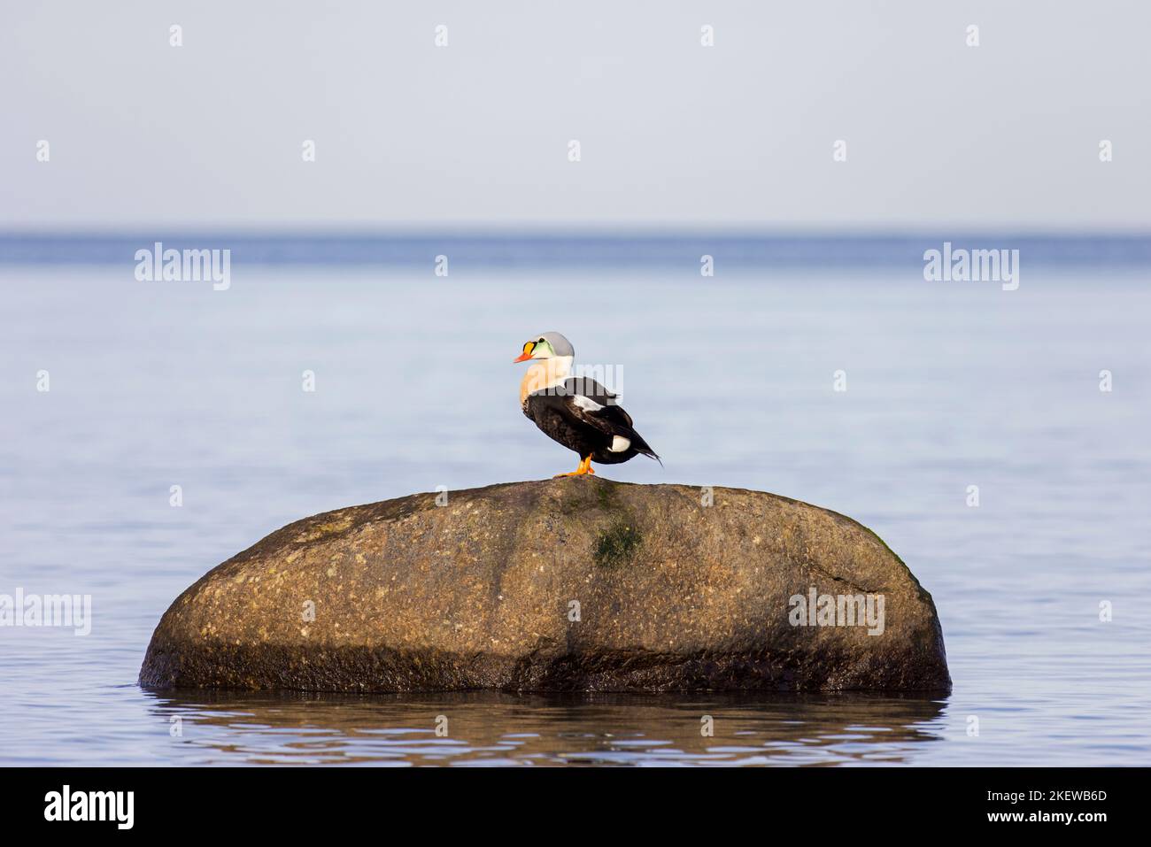 Le canard de mer mâle du roi eider (Somateria spectabilis) dans le plumage reproducteur reposant sur la roche en hiver Banque D'Images