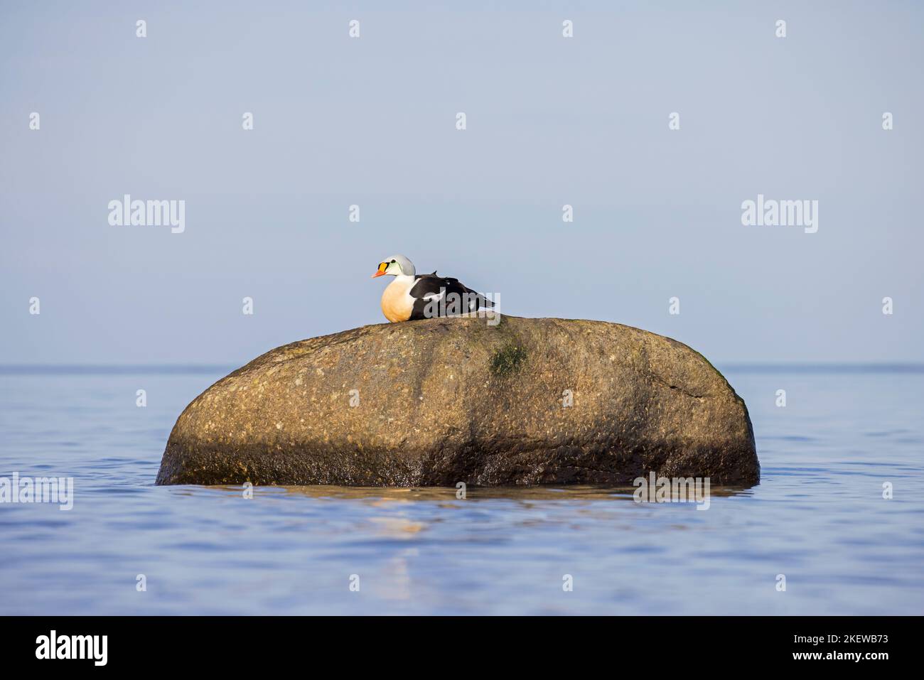 Le canard de mer mâle du roi eider (Somateria spectabilis) dans le plumage reproducteur reposant sur la roche en hiver Banque D'Images