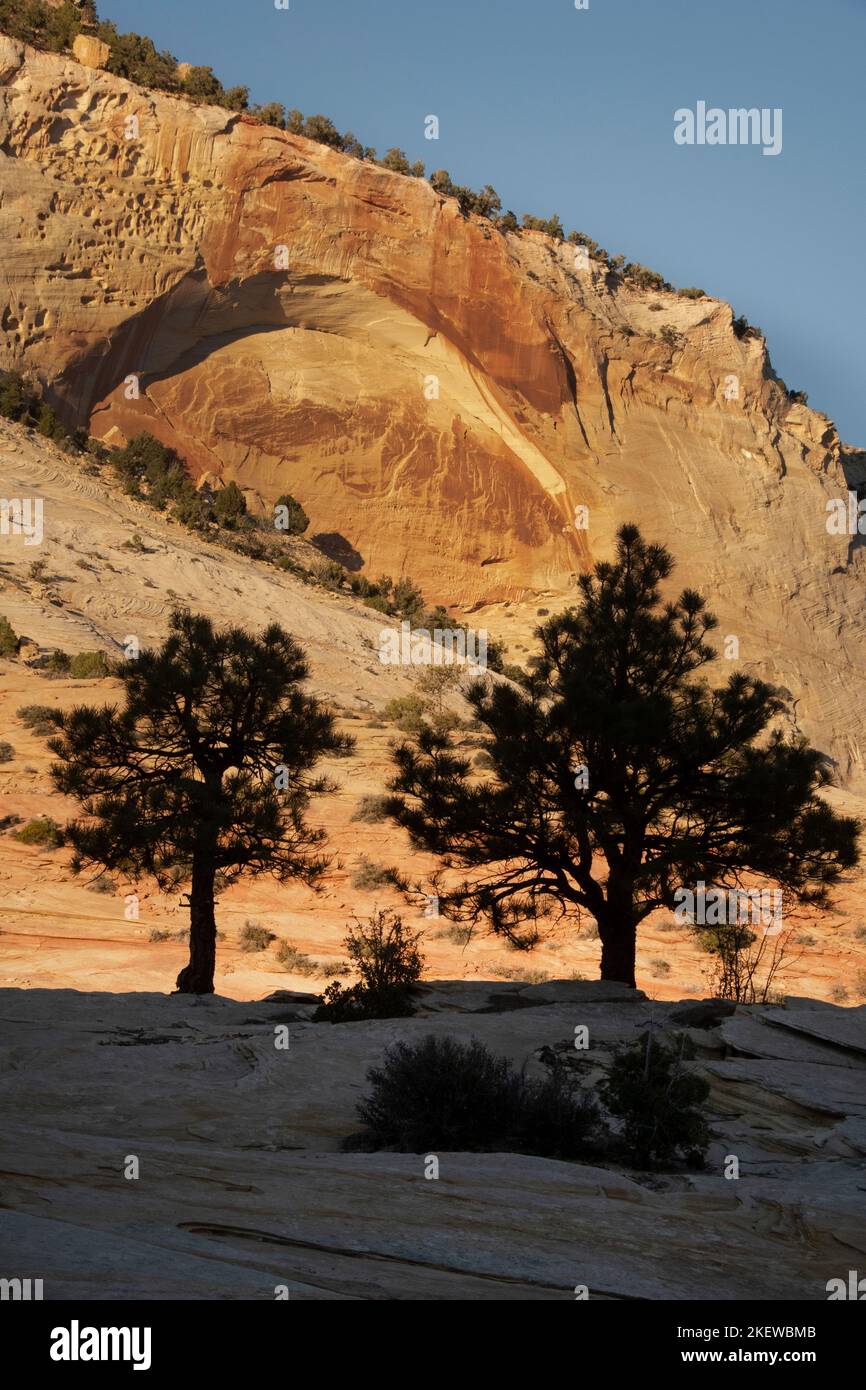 Jeunes pins en pleine croissance dans la roche, parc national de Zion, Utah Banque D'Images