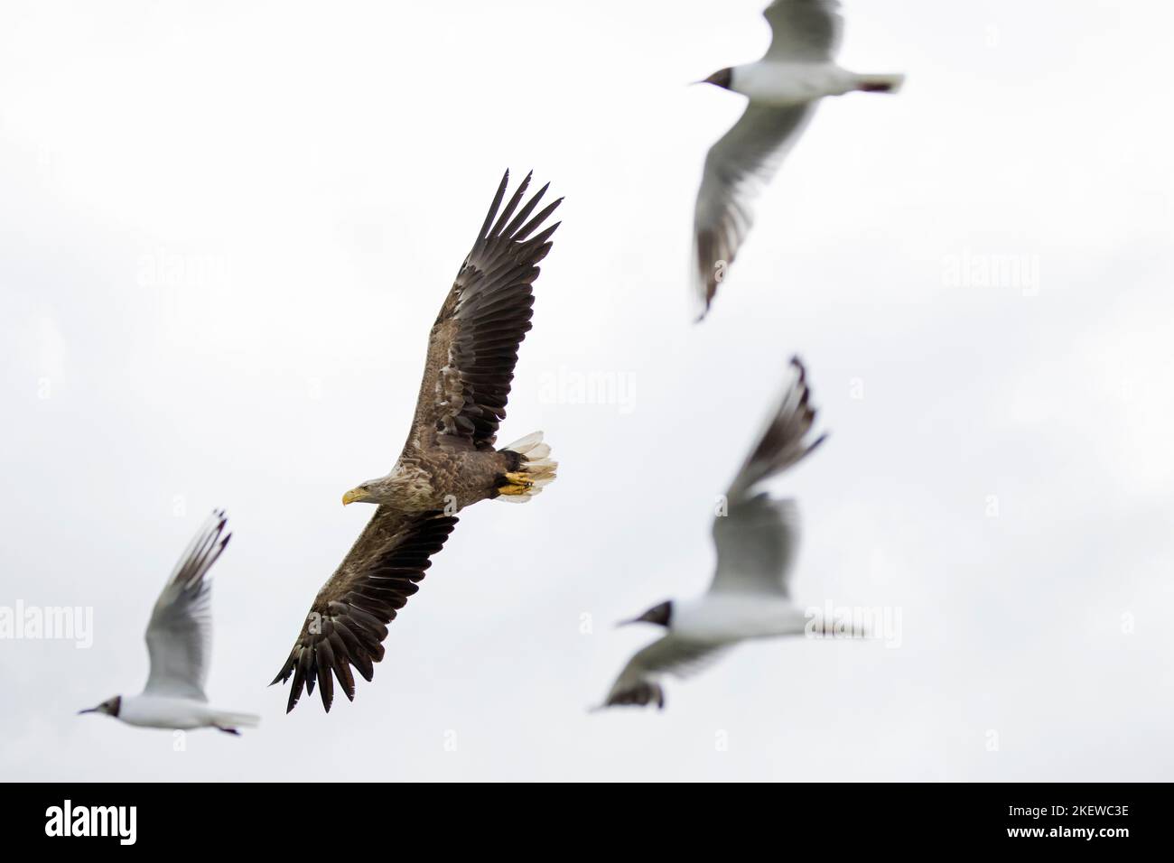 Aigle à queue blanche / aigle de mer eurasien / erne (Haliaeetus albicilla) adulte volant parmi un troupeau de goélands à tête noire en été Banque D'Images