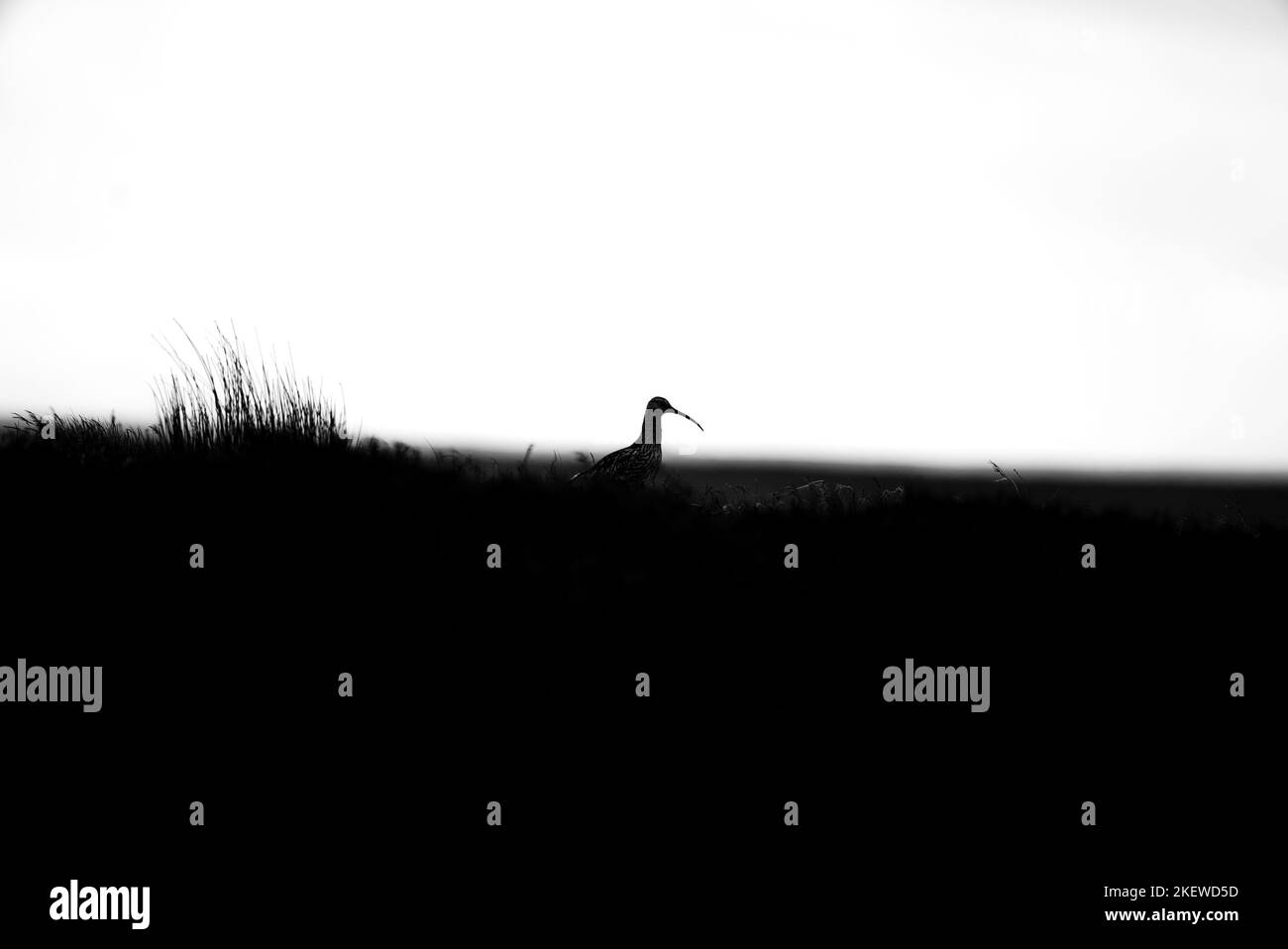 Silhouette d'un Curlew dans les landes du parc national Peak District, Royaume-Uni. (Numenius arquata) Banque D'Images
