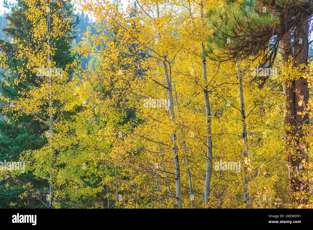 L'automne vient à Big Sky Country et un trajet panoramique le long de la Montana Highway 83. Banque D'Images