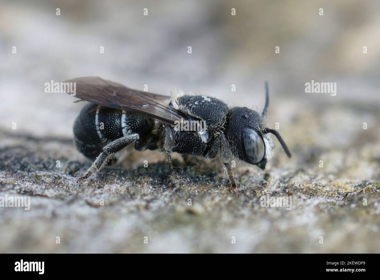 Gros plan détaillé sur une petite abeille en résine blindée de crénelée méditerranéenne femelle, Heriades crenulatus dans le Gard, France Banque D'Images