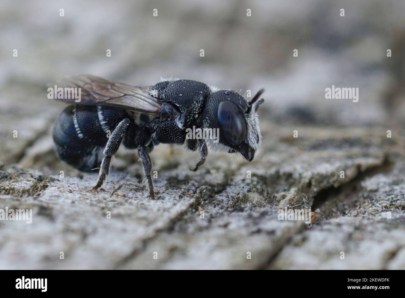 Gros plan détaillé sur une petite abeille en résine blindée de crénelée méditerranéenne femelle, Heriades crenulatus dans le Gard, France Banque D'Images