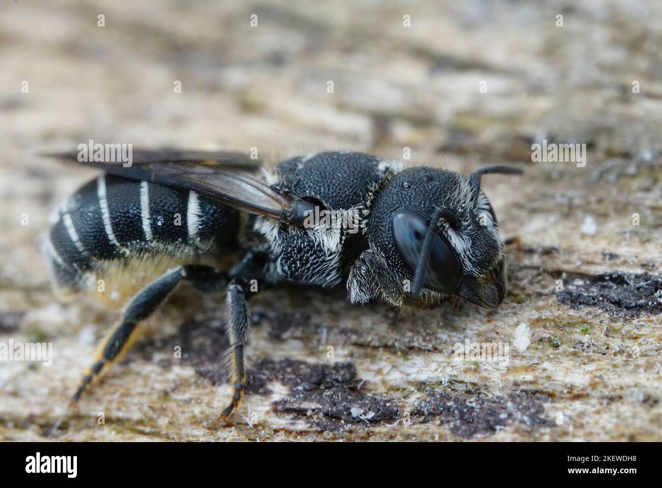 Gros plan détaillé sur une petite abeille en résine blindée de crénelée méditerranéenne femelle, Heriades crenulatus dans le Gard, France Banque D'Images