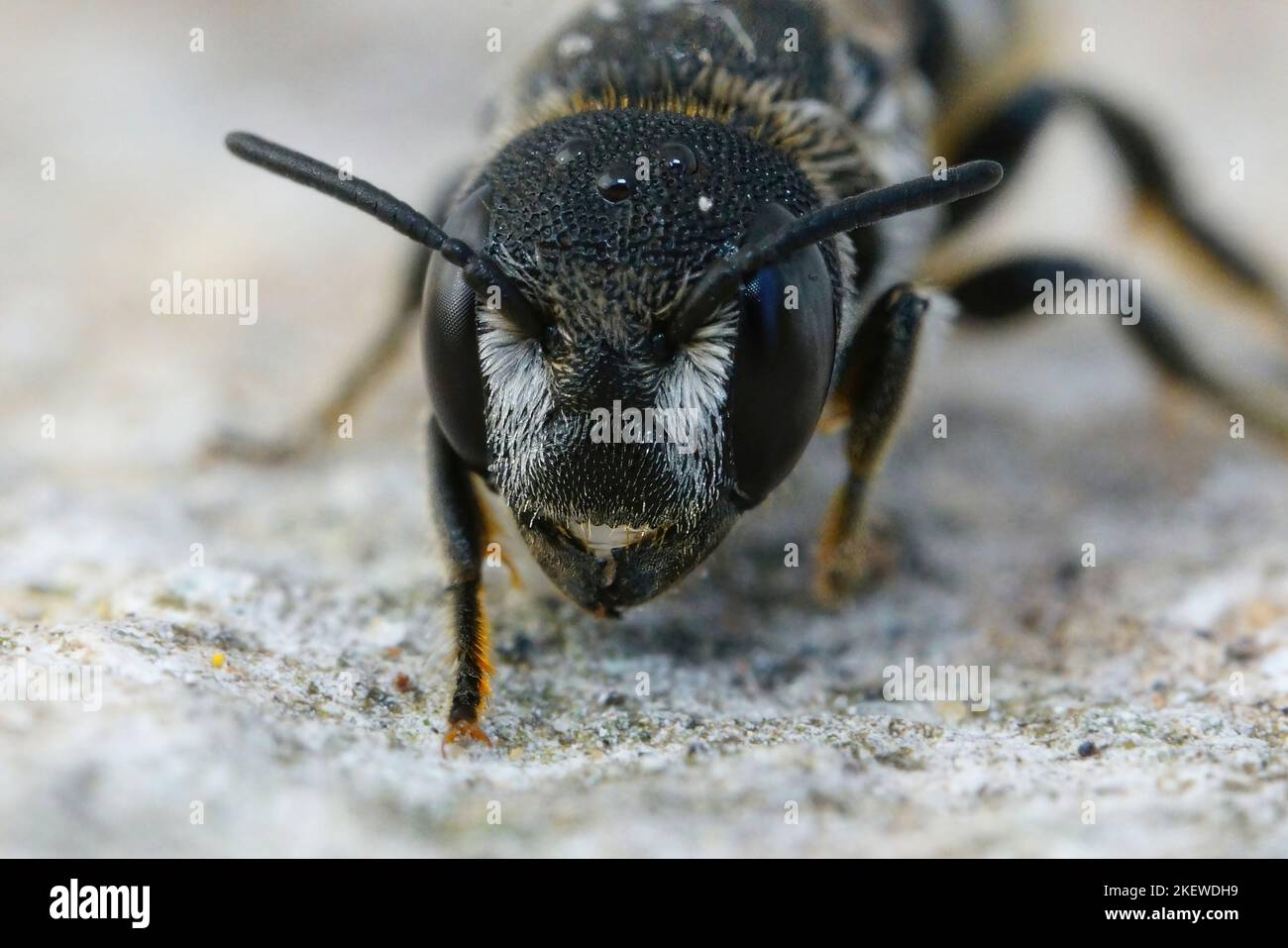 Gros plan frontal détaillé sur une petite abeille en résine blindée crénelée méditerranéenne femelle, Heriades crenulatus dans le Gard, France Banque D'Images