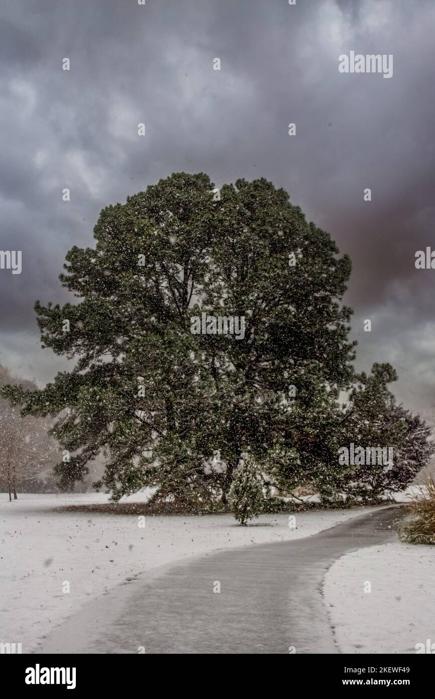 arbre debout dans la tempête de neige seul dans un champ Banque D'Images