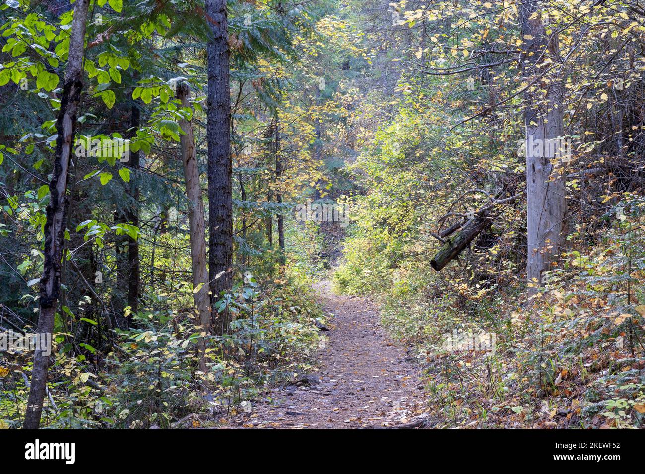 Le sentier du tunnel de Pulaski, près de Wallace, en Idaho, mène le randonneur à un puits de mine abandonné où des dizaines d'hommes ont été sauvés dans un incendie de forêt qui faisait rage en 1910. Banque D'Images