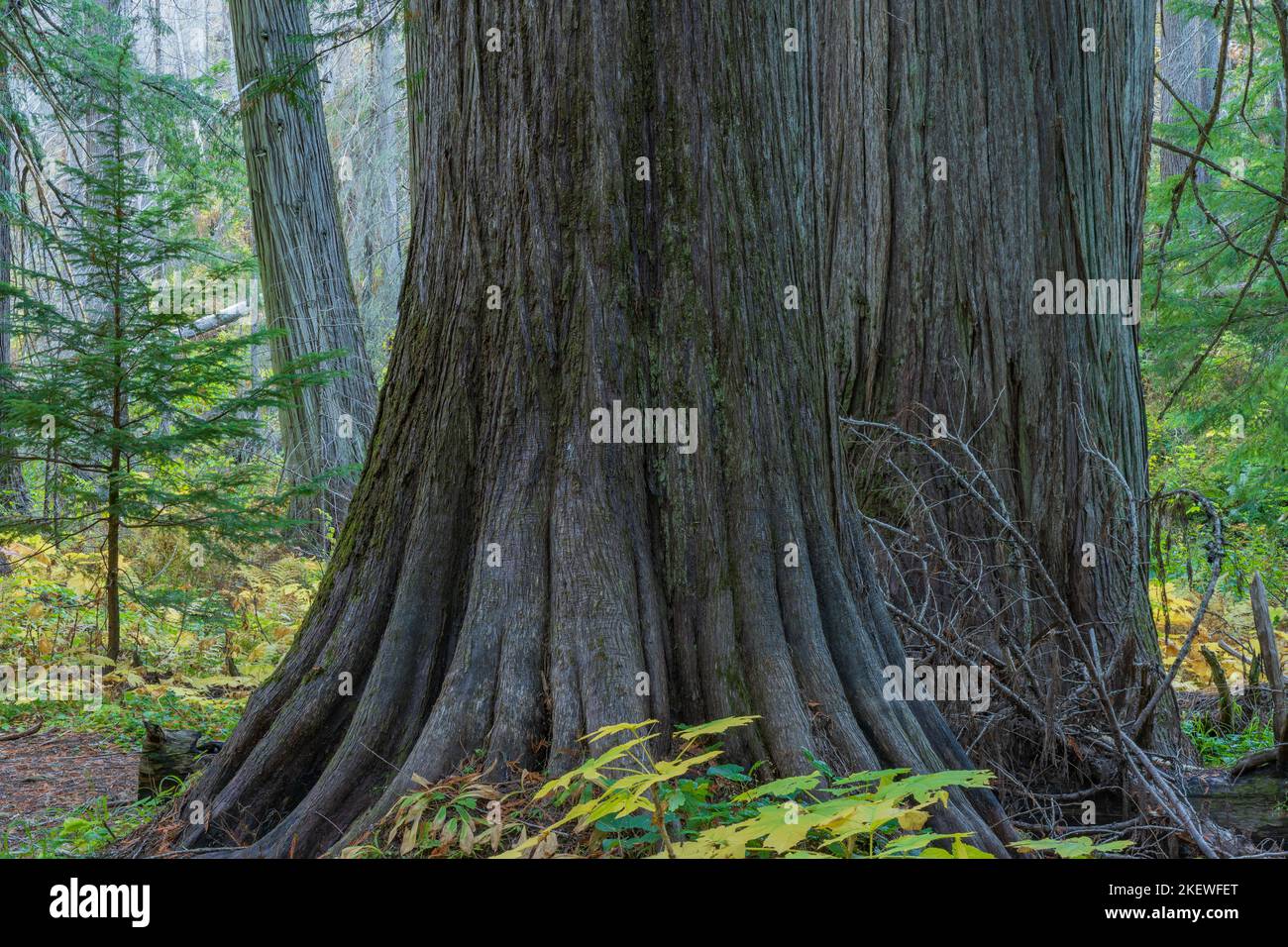 Settlers Grove of Ancient Cedars est une forêt du nord de l'Idaho avec des arbres de plus de 1 000 ans et des troncs de plus de 10 pieds de diamètre. Banque D'Images