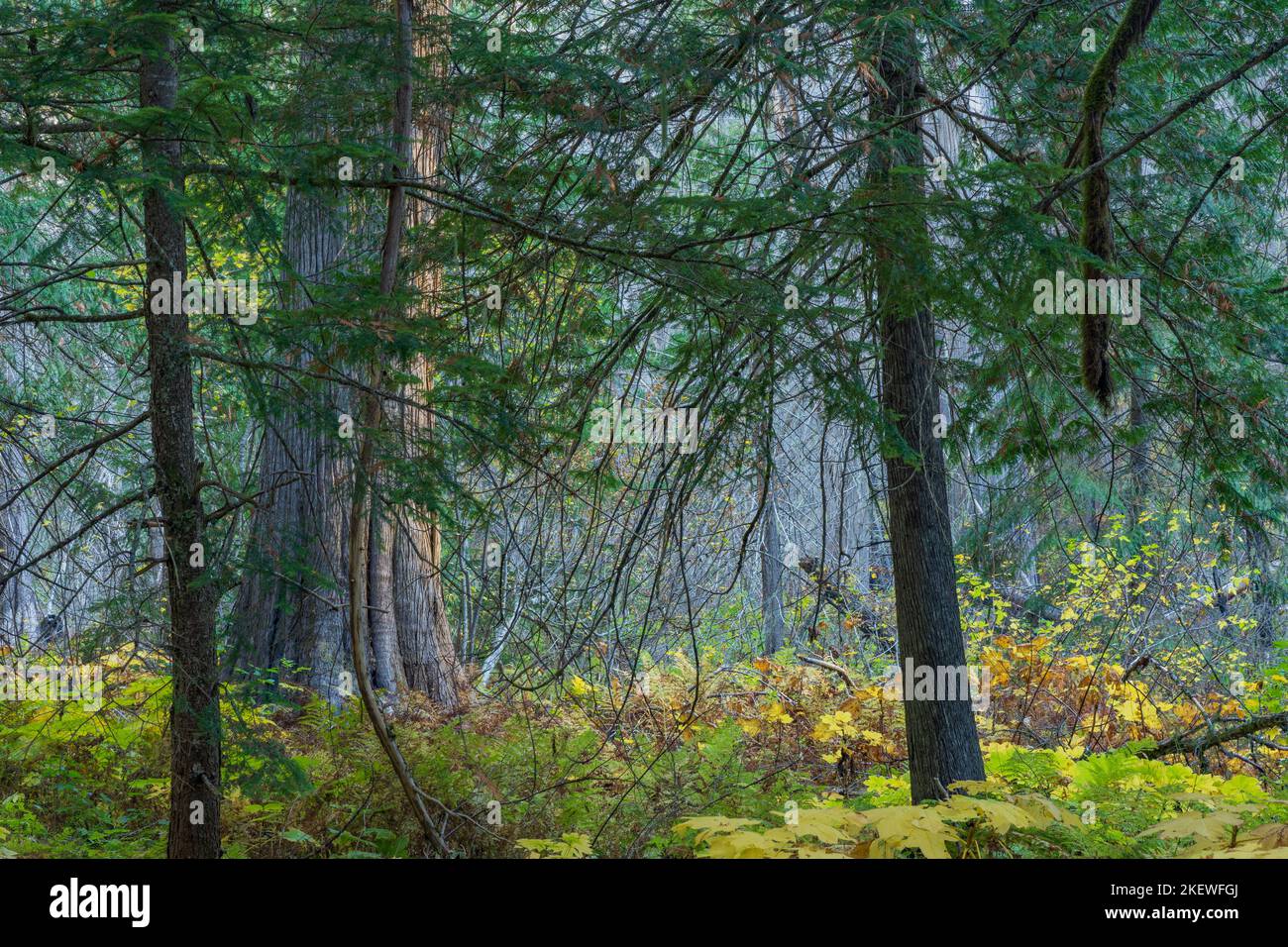 Settlers Grove of Ancient Cedars est une forêt du nord de l'Idaho avec des arbres de plus de 1 000 ans et des troncs de plus de 10 pieds de diamètre. Banque D'Images