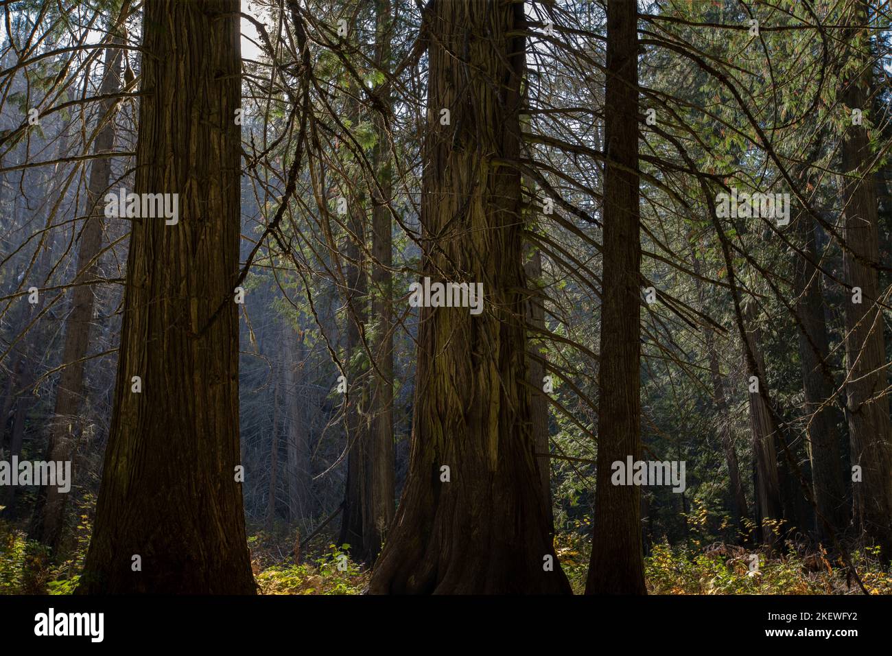 Settlers Grove of Ancient Cedars est une forêt du nord de l'Idaho avec des arbres de plus de 1 000 ans et des troncs de plus de 10 pieds de diamètre. Banque D'Images