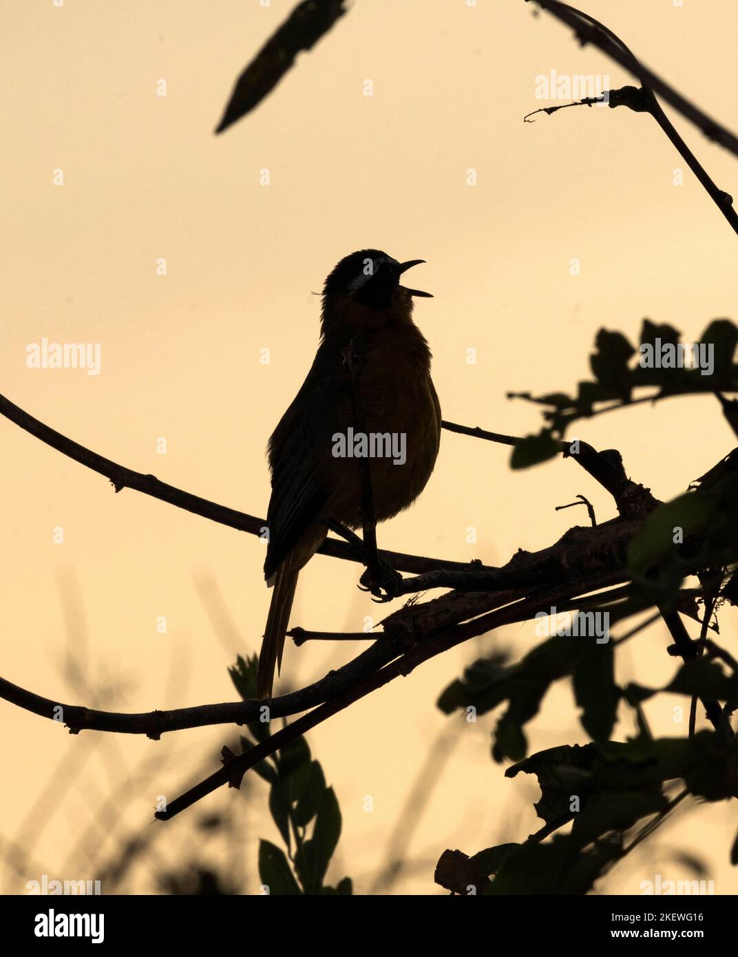 Le Robin-Chat à sourcils blancs est l'un des oiseaux chanteurs les plus mélodieux de la brousse africaine. Tous les matins, ils sont les premiers à faire leur plein Banque D'Images