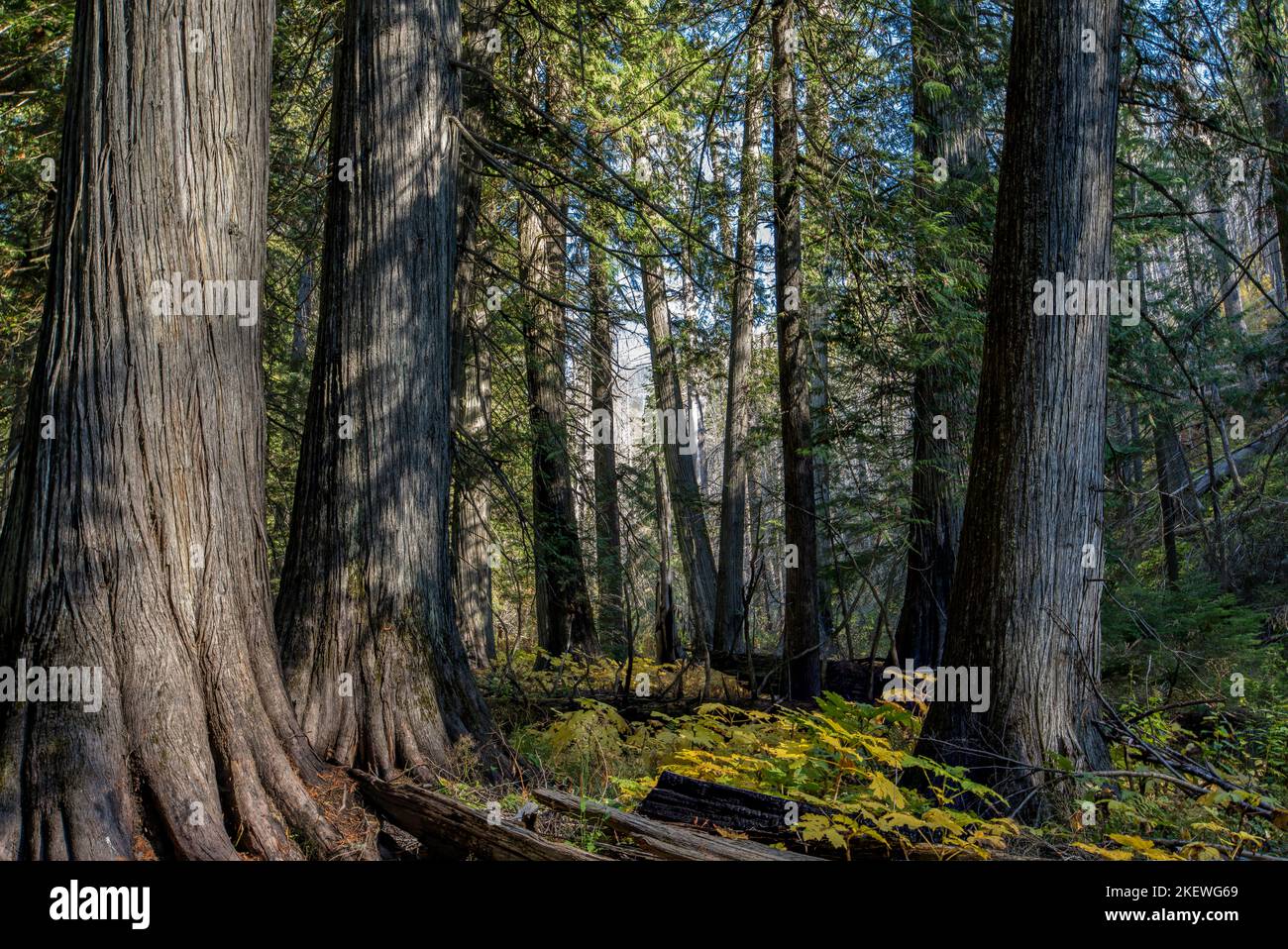 Settlers Grove of Ancient Cedars est une forêt du nord de l'Idaho avec des arbres de plus de 1 000 ans et des troncs de plus de 10 pieds de diamètre. Banque D'Images