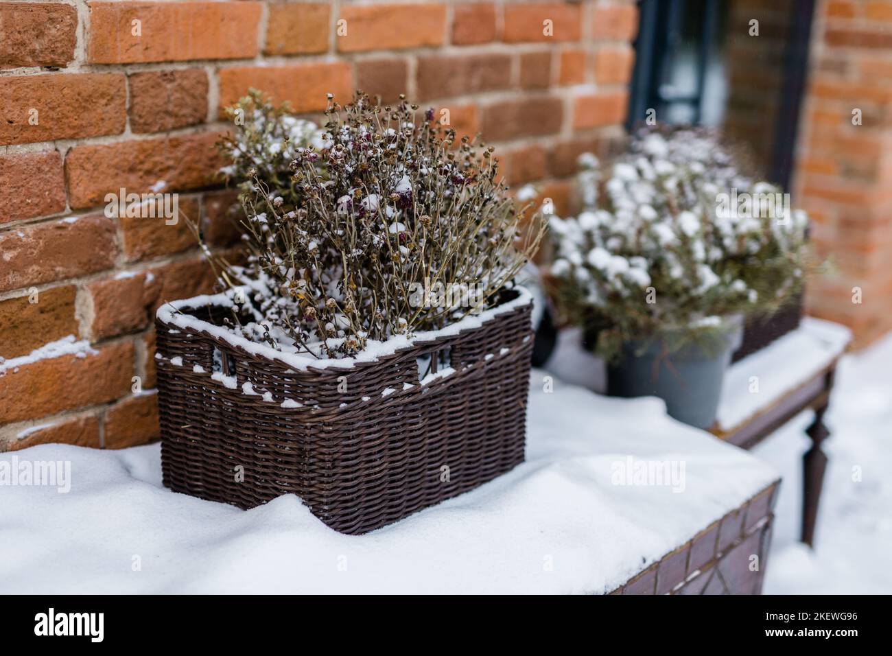 Décoration de noël naturelle avec des branches dans le panier en rotin et le pin dans pot de plantes décorant le magasin d'entrée en hiver la saison neigeuse - noël Banque D'Images