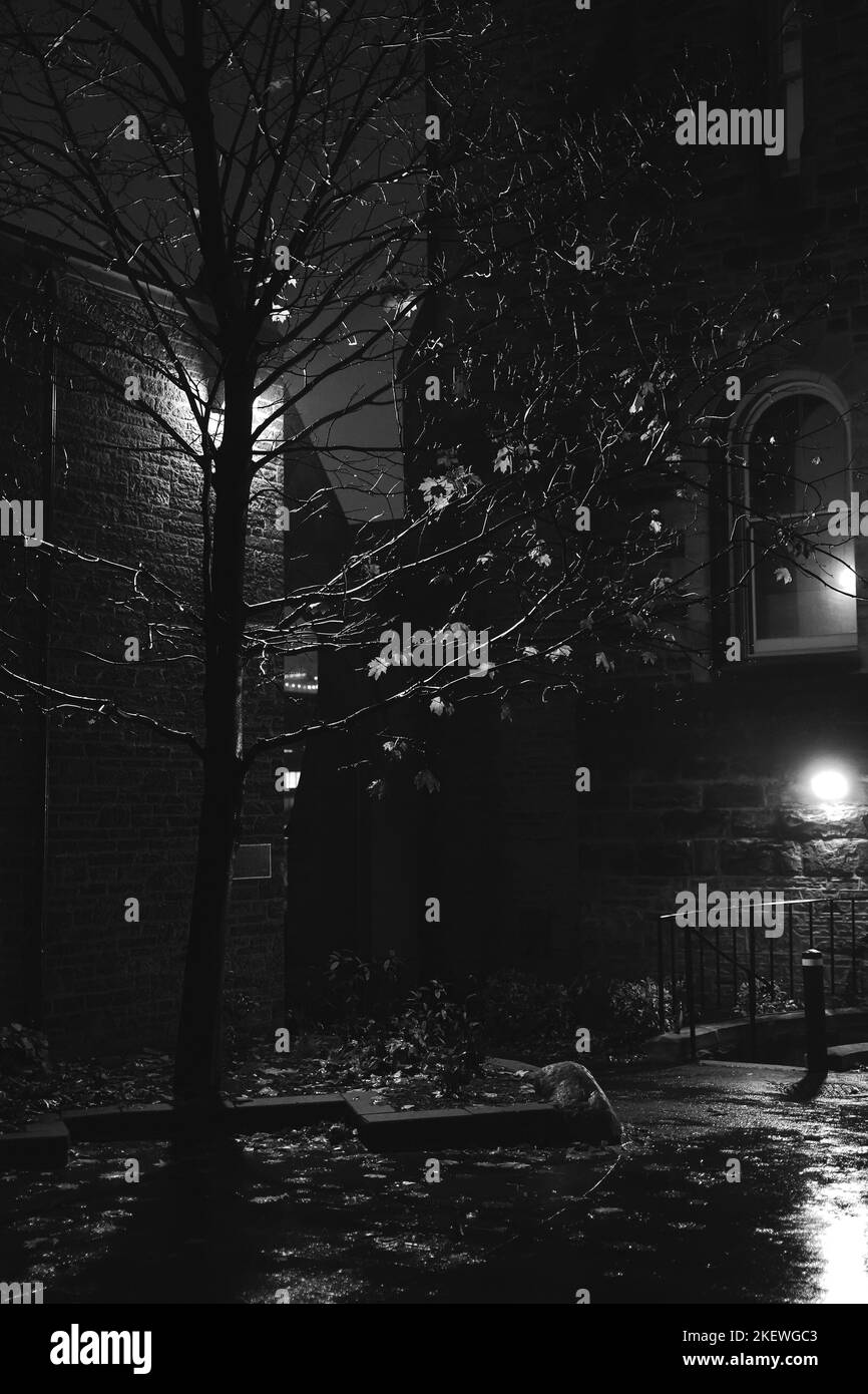 Photo en noir et blanc d'un arbre nu après la pluie en hiver la nuit Banque D'Images