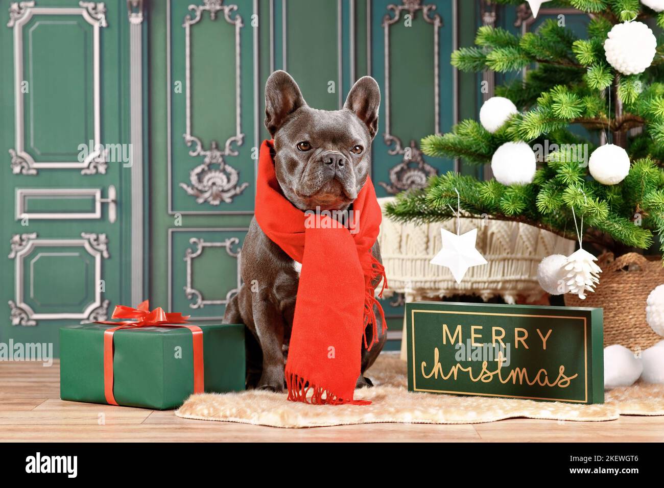 Chien Bulldog français noir portant une écharpe d'hiver rouge à côté de l'arbre de Noël et boîte-cadeau Banque D'Images