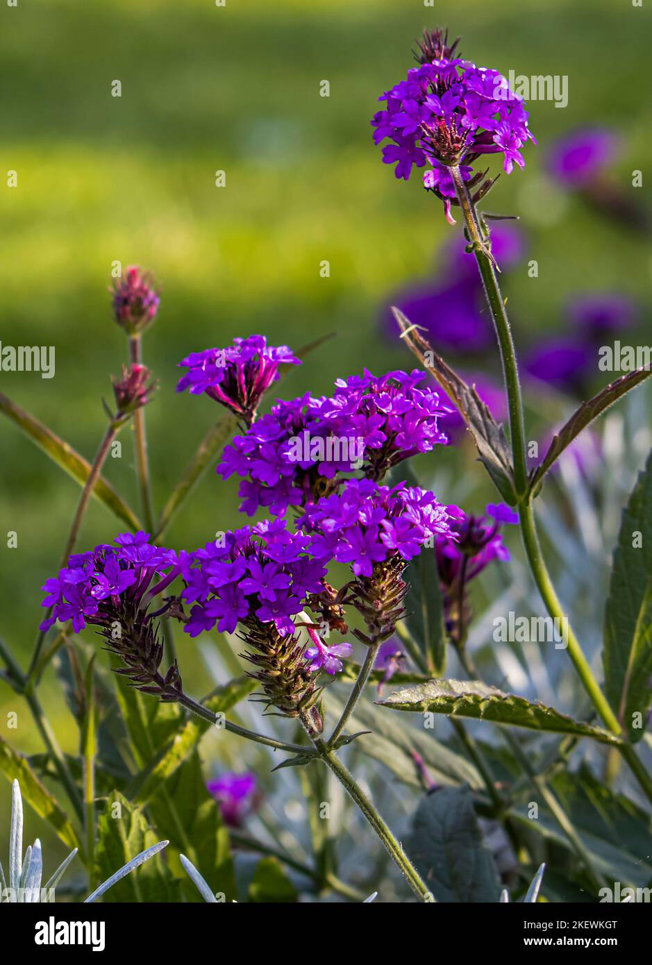 Verveine canadensis, Glandularia canadensis Banque D'Images